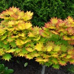 Acer japonicum Aureum