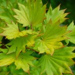 Acer-shirasawanum-Aureum