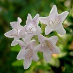 abelia cvet
