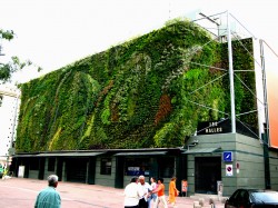 zeleni zidovi.uredjenje zelenih povrsina (2)
