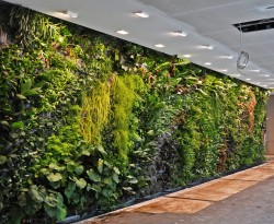 zeleni zidovi.uredjenje zelenih povrsina (7)