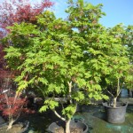 Acer-palmatum-aconitifolium1