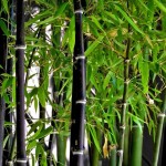 black bamboo (Phyllostachys nigra)