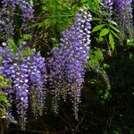 05-wisteria-tree-racemes