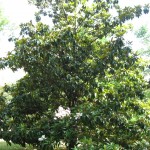 Magnolia_grandiflora_drvo