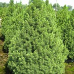 Picea Conica