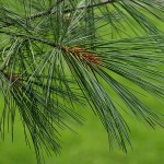Pinus-strobus