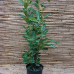 Prunus laurocerasus 