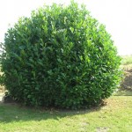 Prunus-laurocerasus-Rotundifolia