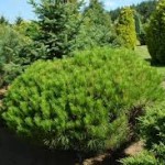 Pinus densiflora 'Alice verkade'