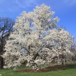 magnolia_kobus_borealis_90