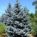 picea pungens