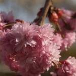 Prunus serrulata 'Kiku shidare zakura'