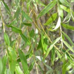Salix babilonica