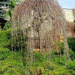 Salix-caprea 'Kilmarnock'