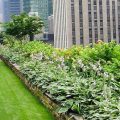 Green roofs- New trends in greening
