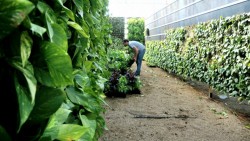 zeleni zidovi.vertical gardens. green wall (2)